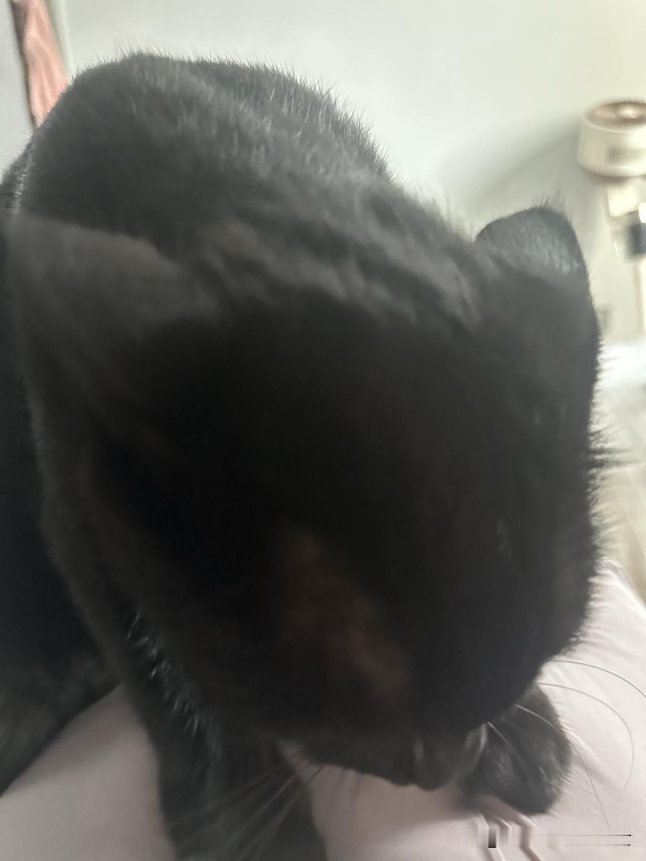 我家三只猫都喜欢睡床上
这只是小流浪，我儿子见他在啃草就救助了
它被救助后特别粘