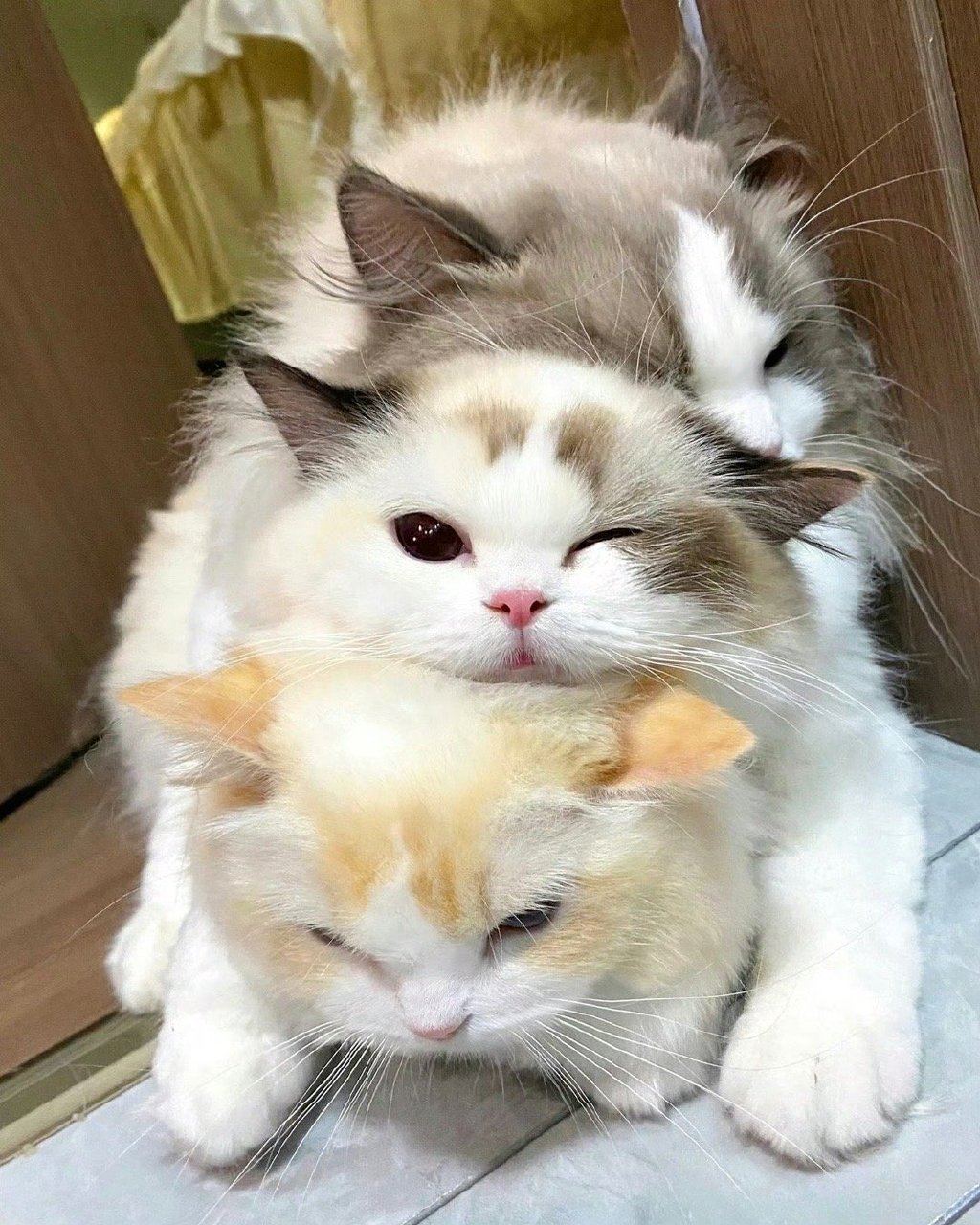 遇见叠叠猫的你，运势翻倍上升 