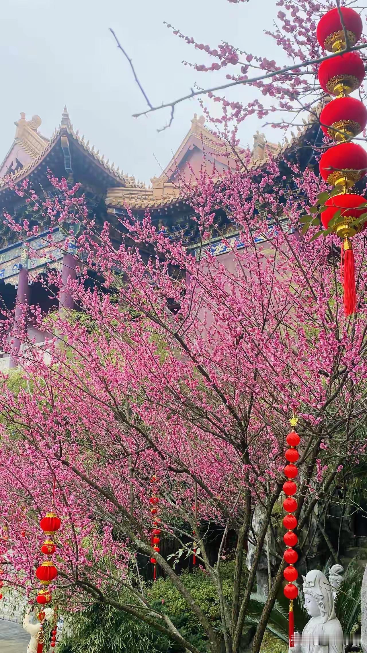 说实话，这几年的贵阳过年天气已经是越来越暖和了，昨天的贵阳温暧如春（除夕前夜）。