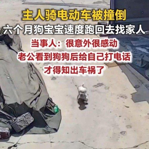 刷到济南那个狗狗跑回家给被撞主人报信的事，我盯着视频看了三遍，心里软得一塌糊涂。