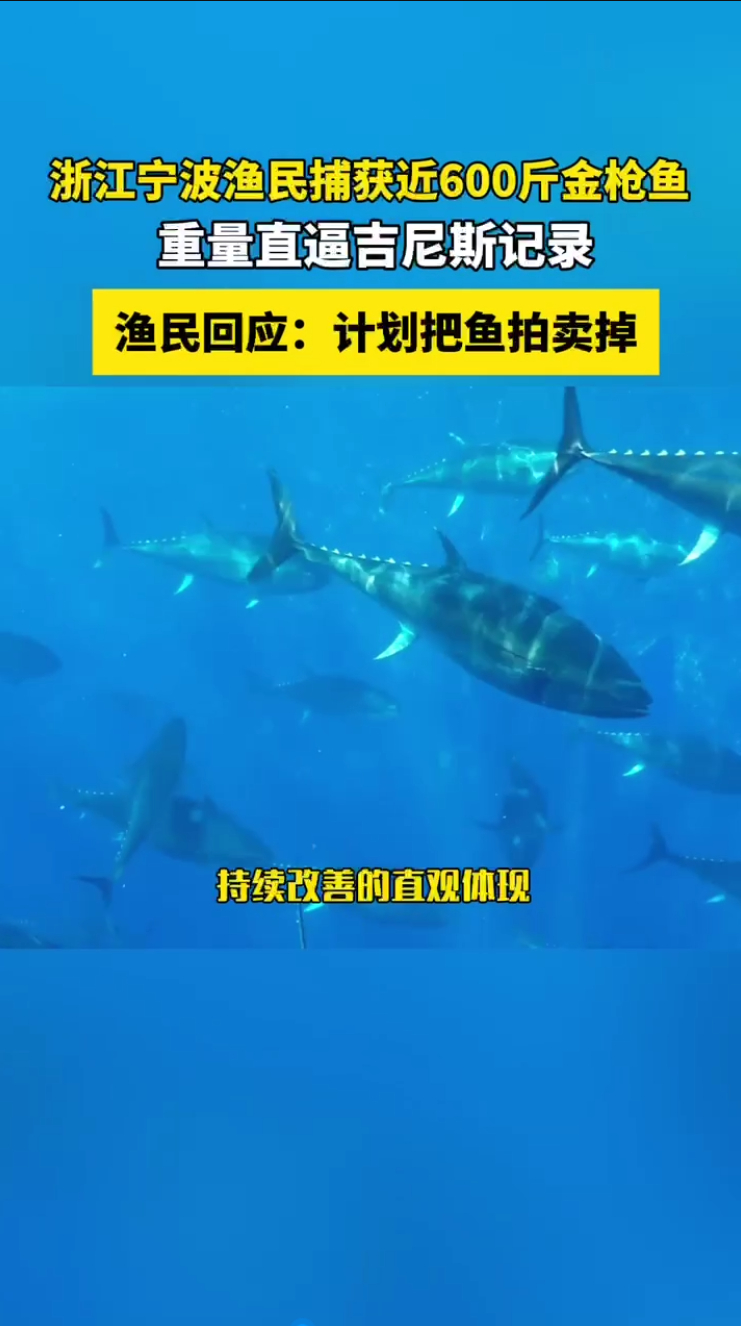 渔民回应又捕获近600斤重金枪鱼近600斤蓝鳍金枪鱼现身东海，重量直逼吉尼斯世界