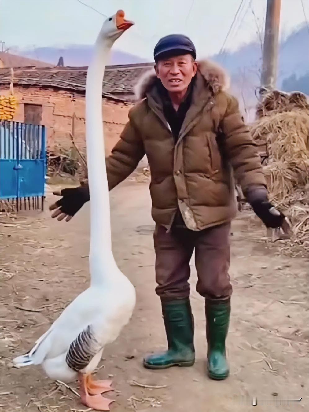 破防了！两米高的“鹅界巨人”陪伴大爷养老，这样的日子太治愈了！

刷到大爷和两米