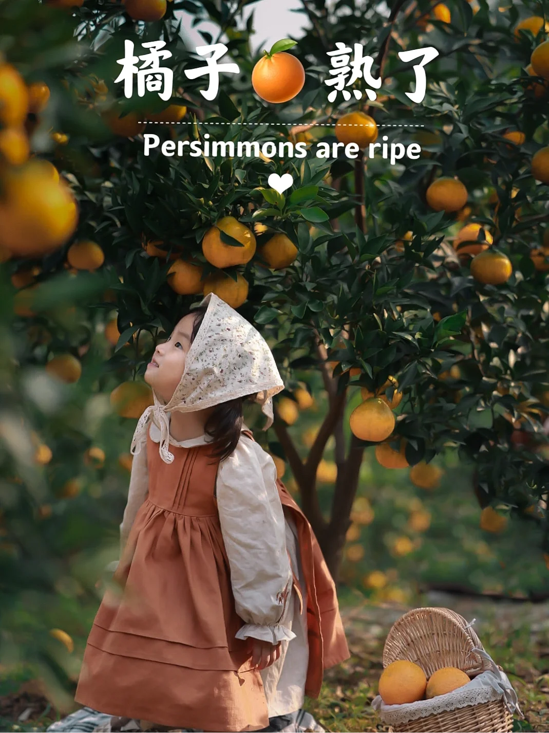 成都溜娃第3⃣️1⃣️记｜橘子熟啦🍊一起去摘吧