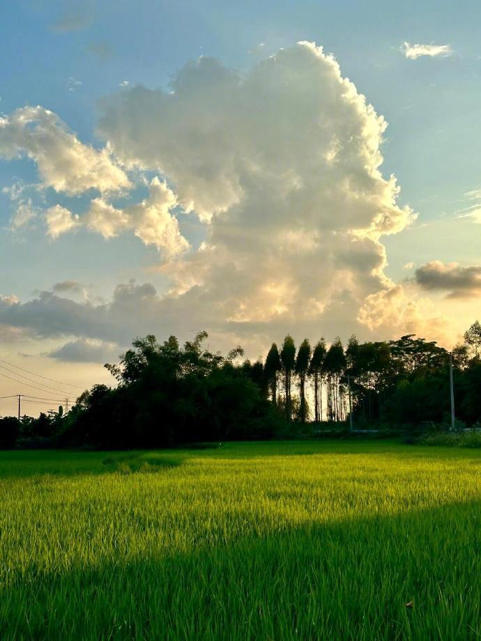 当云层掉进了稻田里🌾  
