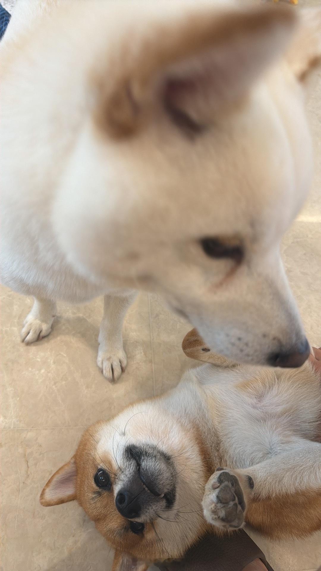 我有几只脚？ ​​​