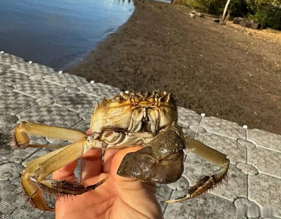 一只大闸蟹让美国俄勒冈州慌了！专家连夜奔袭200英里，网友：姜醋都备好了
 
咱