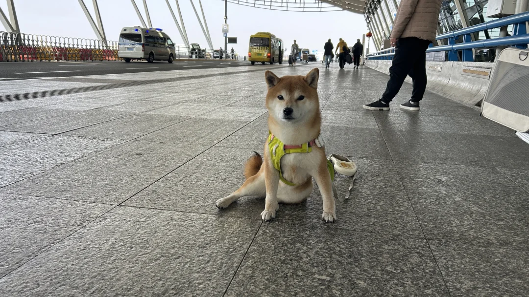 这么优雅是想迷死谁