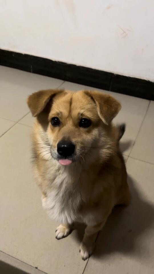 小狗吐舌略略略