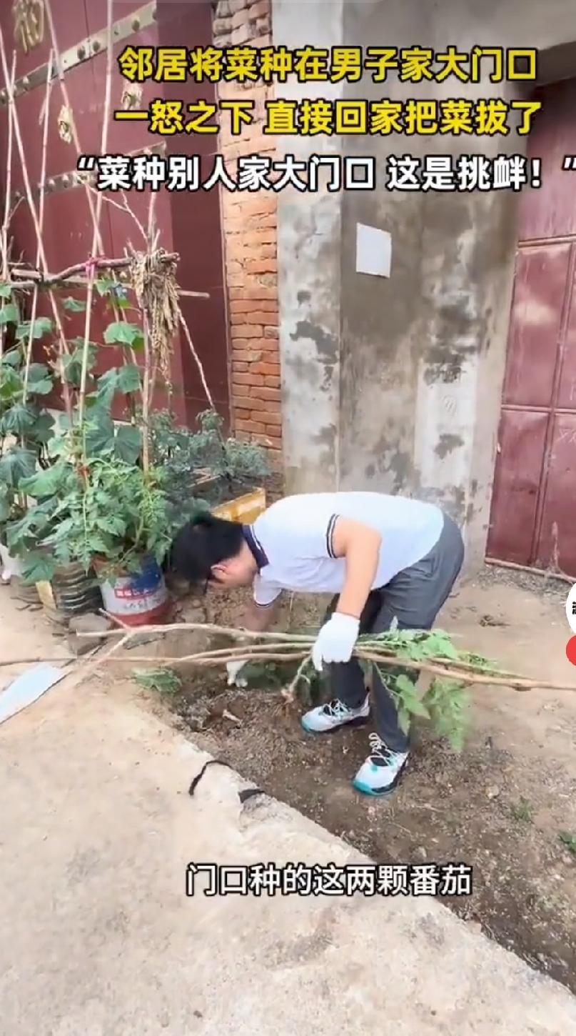 家门口被邻居种满菜，男子直接拔掉。家门口公共过道，被邻居直接霸占，种满蔬菜、堆上