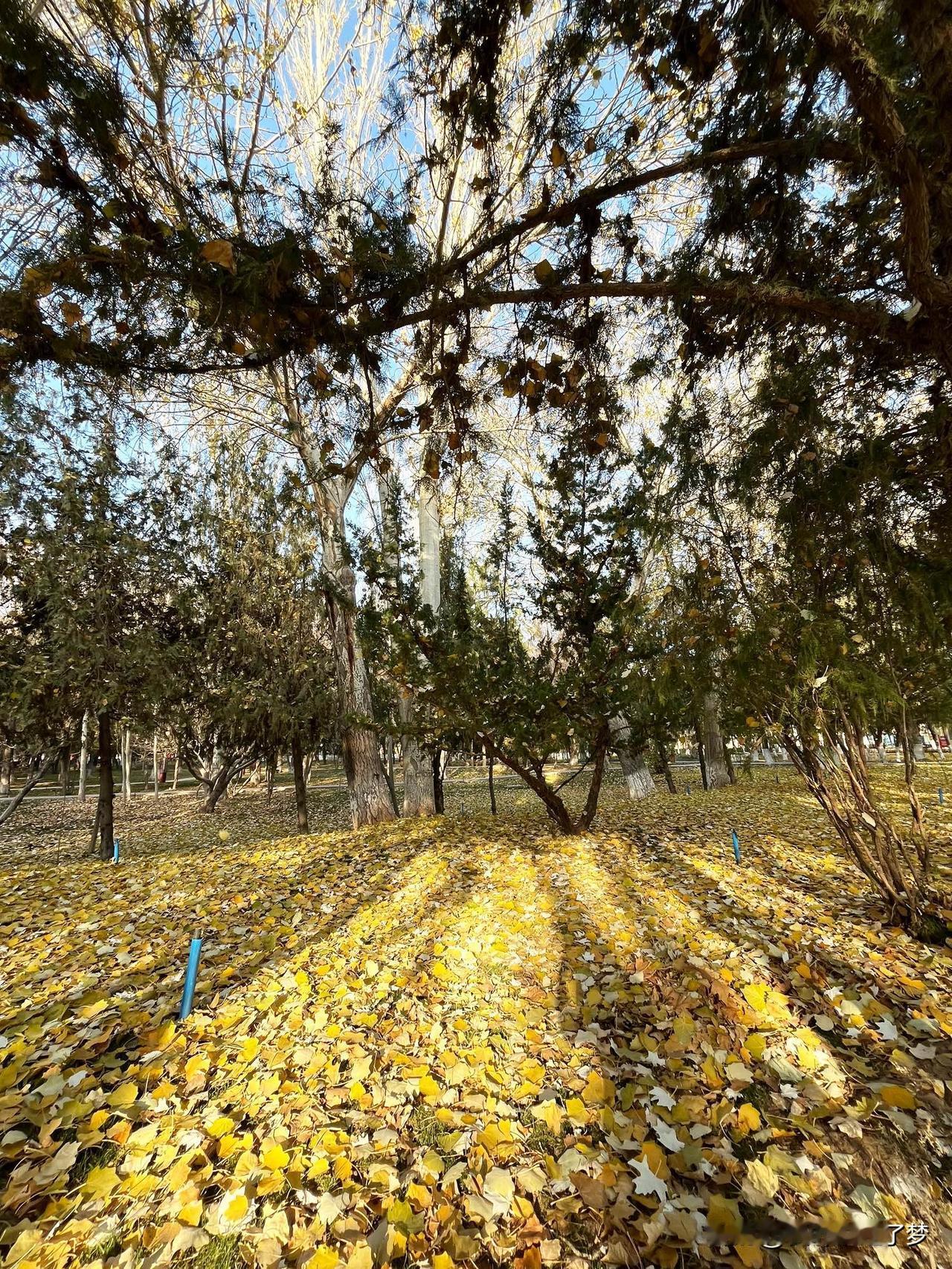 每一片落叶🍂，都在讲述它与别人不同的故事。