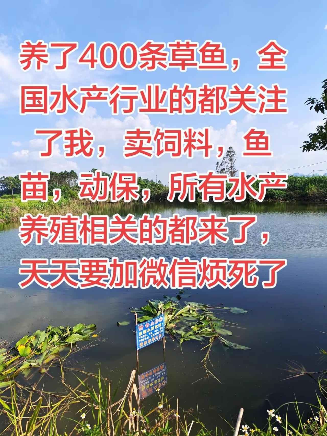 这个情况怎么办，你们是不是这样的养鱼 草鱼 农村生活