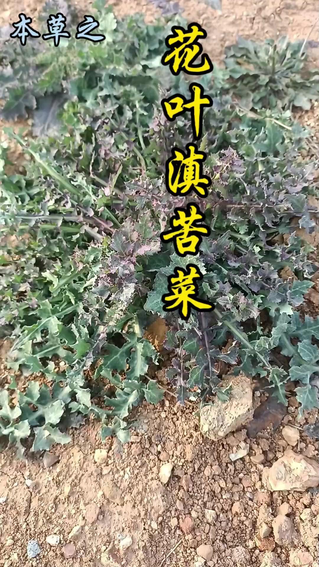 挖野菜遇到它别错过！这种带刺的野菜原来能吃还能入药🌿

花叶滇苦菜，光听名字可