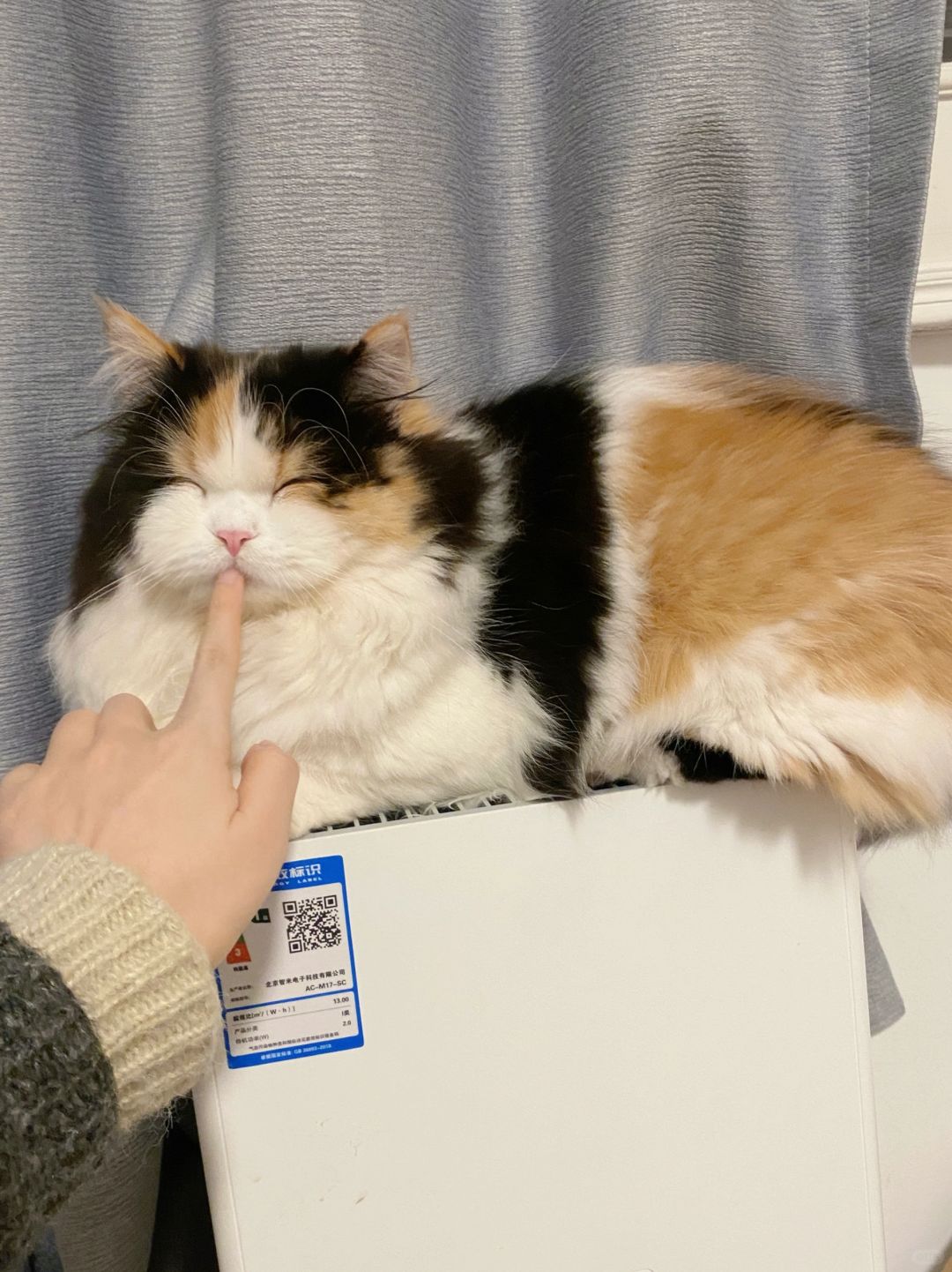 难怪金鱼都怕猫……