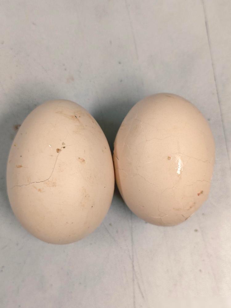 每天早餐，我有个雷打不动的习惯

就是煮两个土鸡蛋揣包里带上班，上午九十点肚子饿