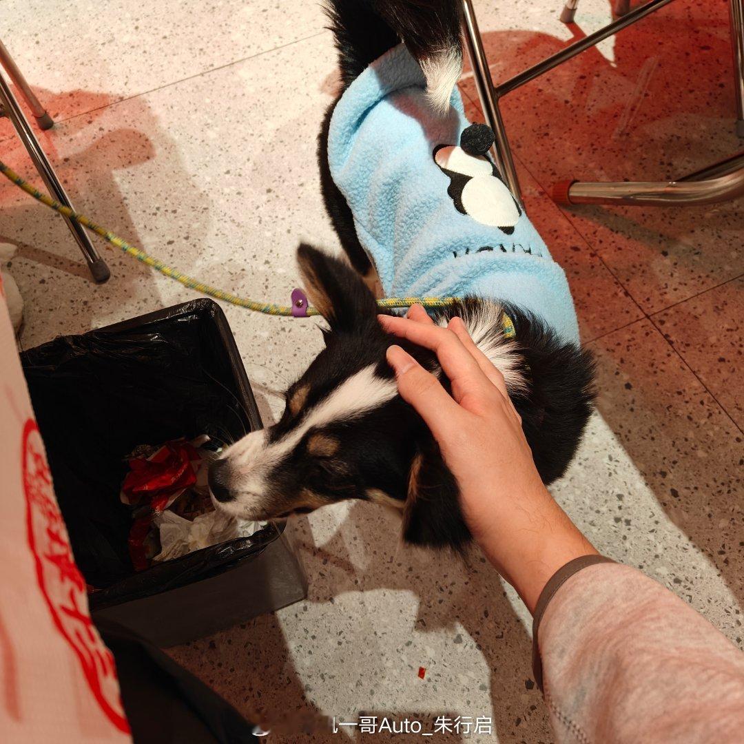 朋友捡了个边牧和柯基的串串看起来还是可可爱的听说是个母的修狗不知道后面要不要绝育