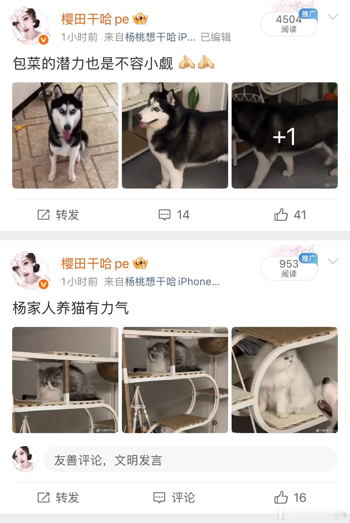 包菜待爆中 疑似六汪一 