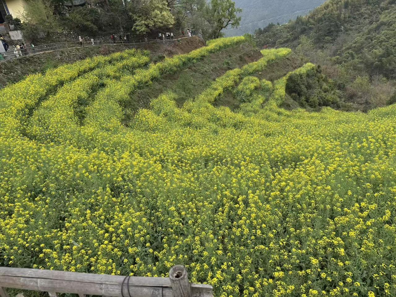 无题
文/夏文辉

伤春不为叹花空，只缘曾见小冤家。
流水落花年年至，花落明年又