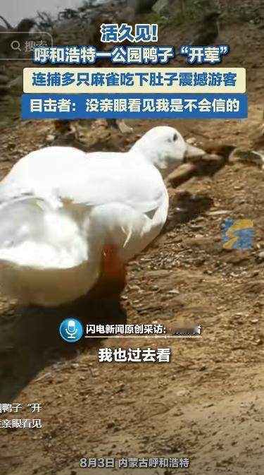 “解释不清了！”8月3日报道，内蒙古呼和浩特，男子在公园发现一群麻雀，正准备拿手