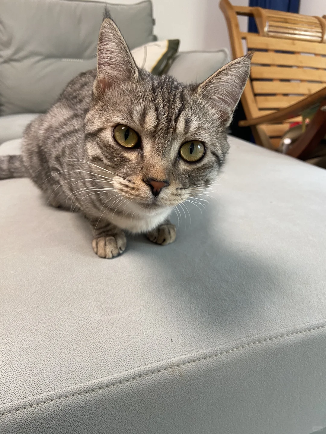 可爱猫猫表情包