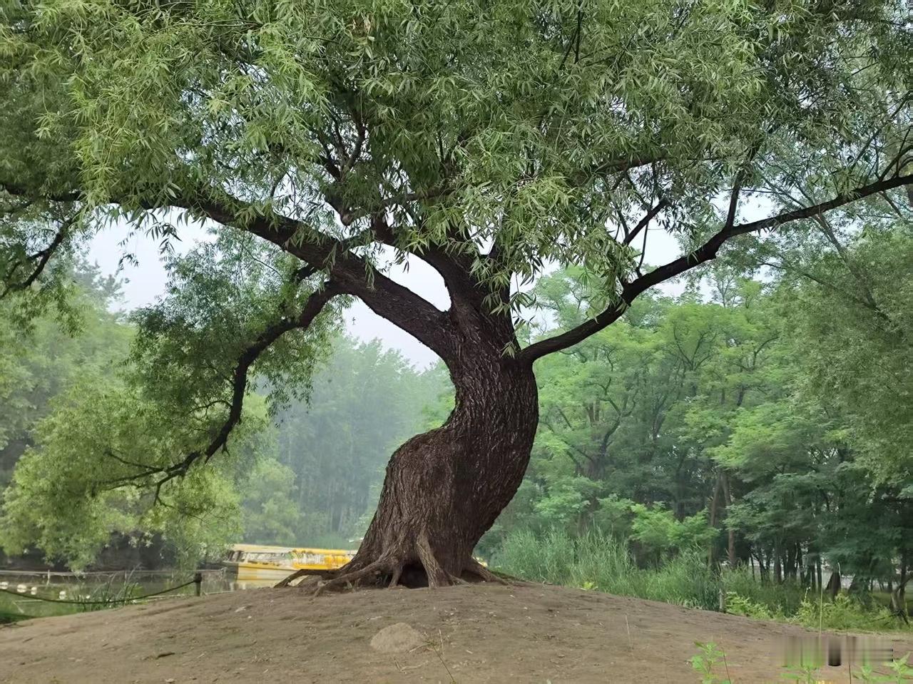 蛋白质缺乏会有什么样的症状? 
蛋白质缺乏的症状还挺多的。
先说外观，头发会变得