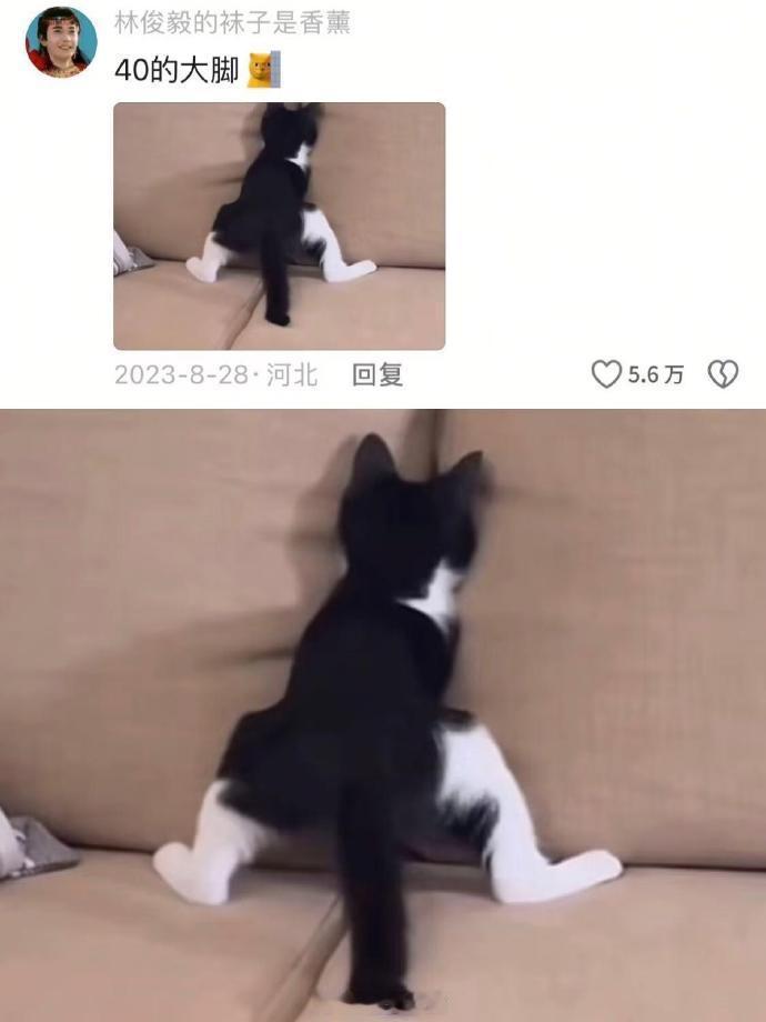 奶牛猫好剑 想养 ​​​