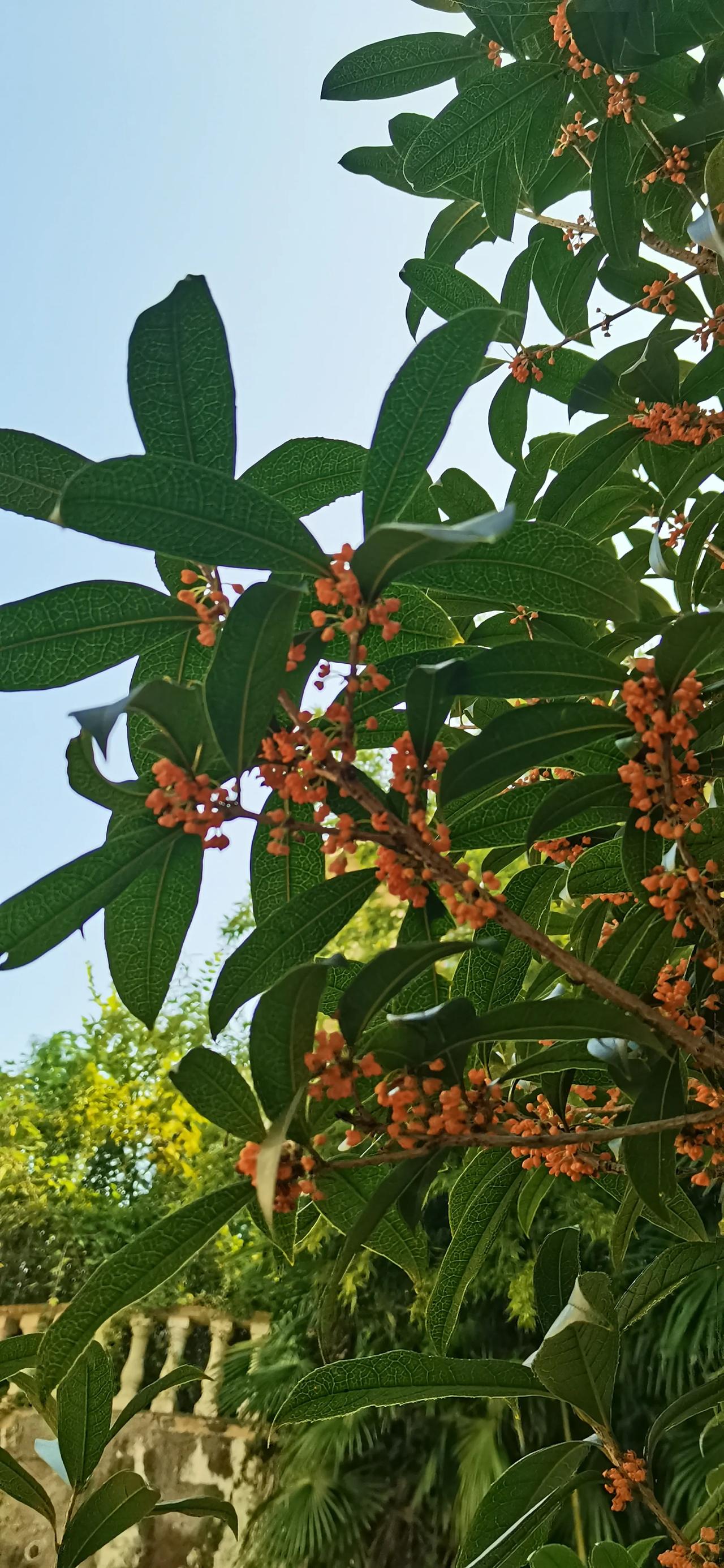 今天是重阳节，门前屋后的金桂在国庆节期间开放后，今天再次绽放，散发出浓郁的香气，