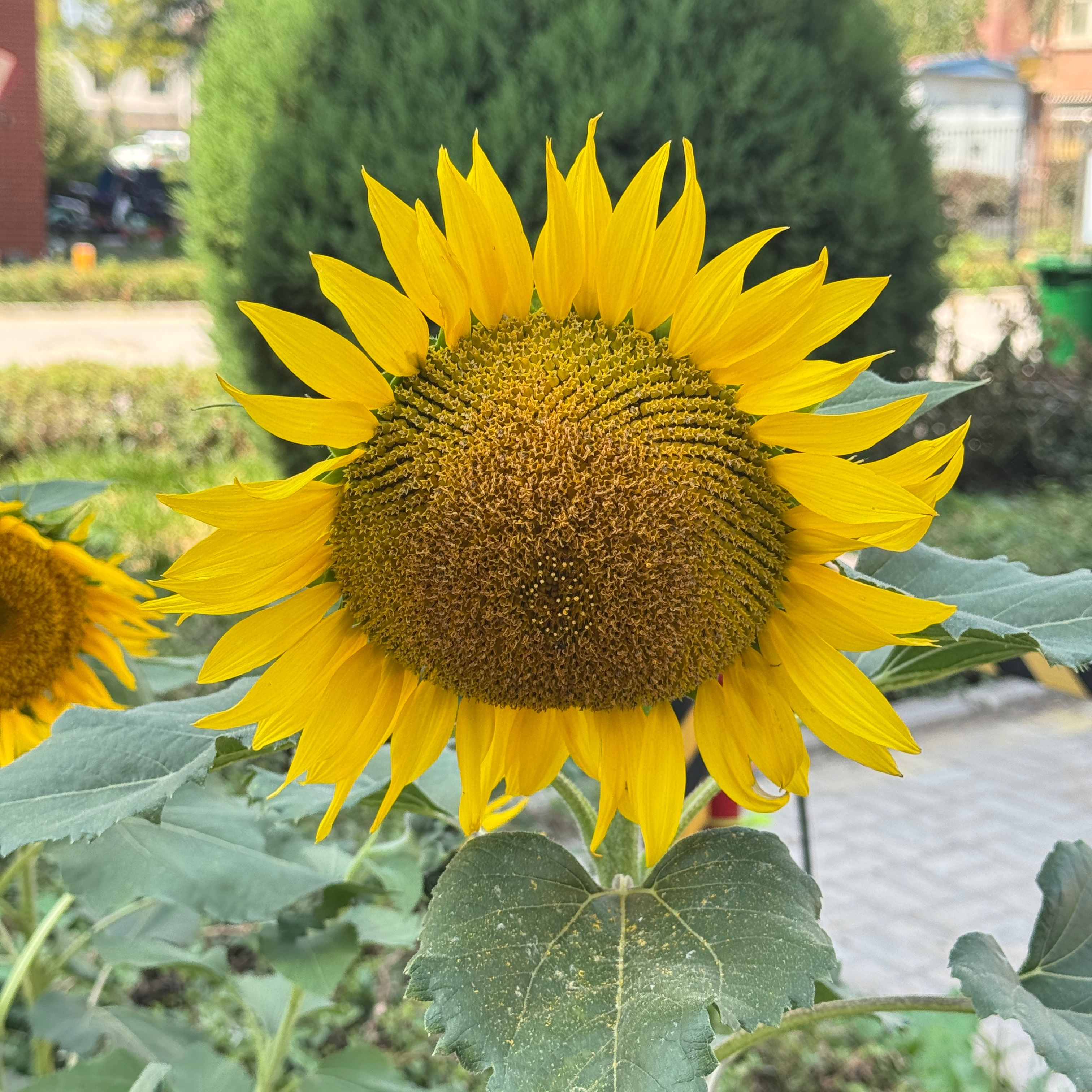心向阳光，自有光芒🌻白天看到了一些向日葵晚安啦[哇]睡个好觉！[月亮] ​​​