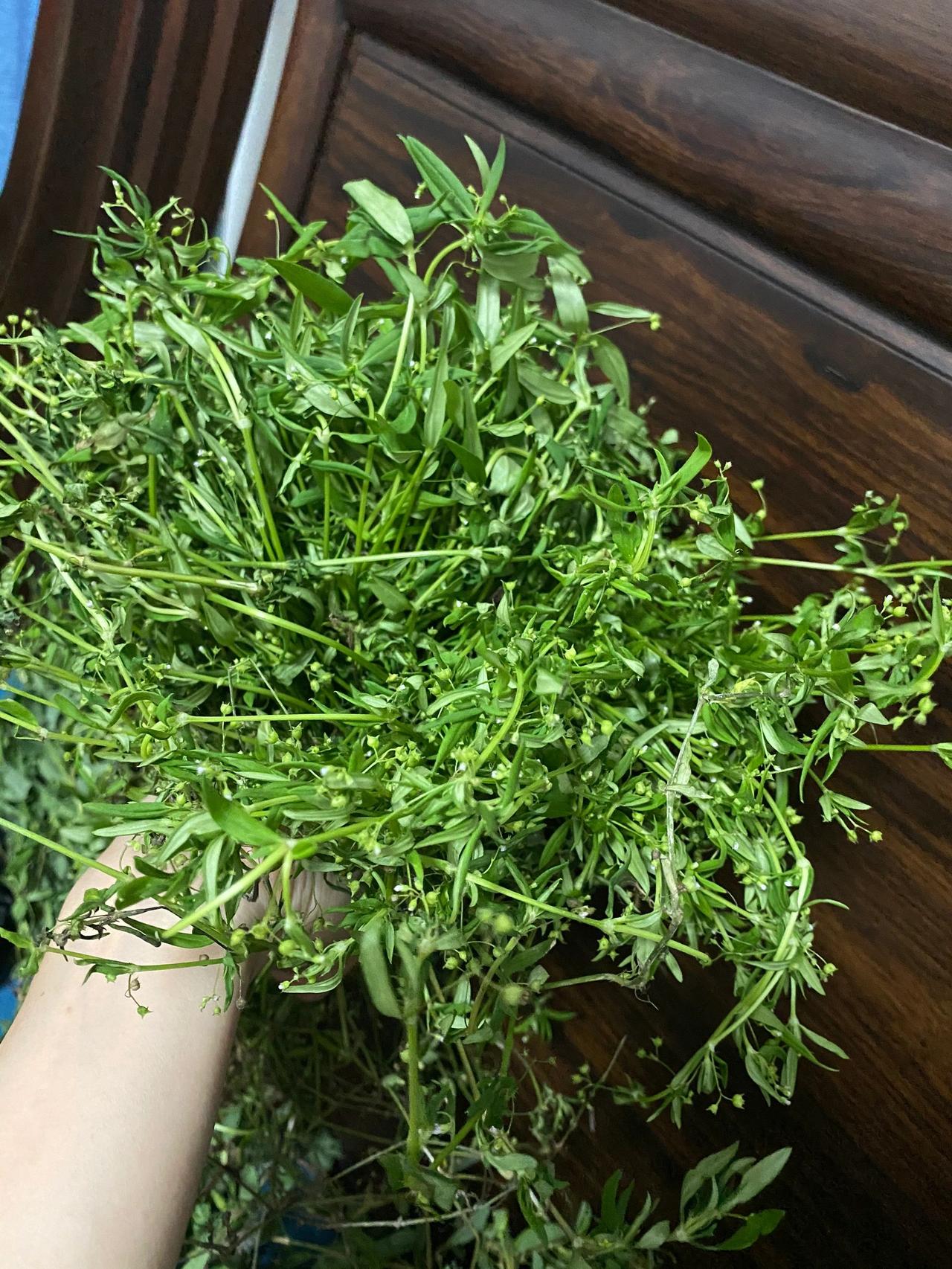 有没有认识这些草药的大神

今天街边看到卖草药的老奶奶，说可以清热降火，想着买一