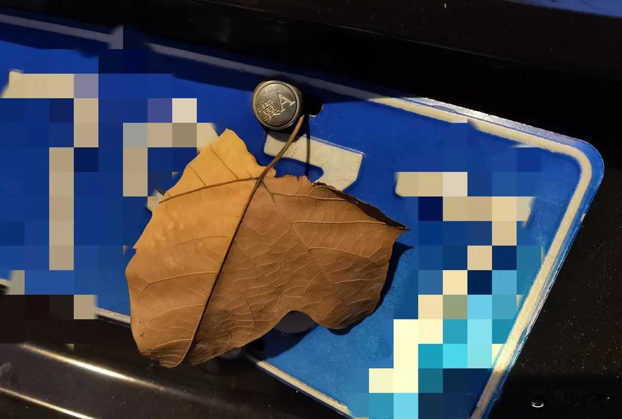 这个树叶带钩，警察应该让司机再找出一片同样的树叶来，找出来，算是树叶的责任，找不