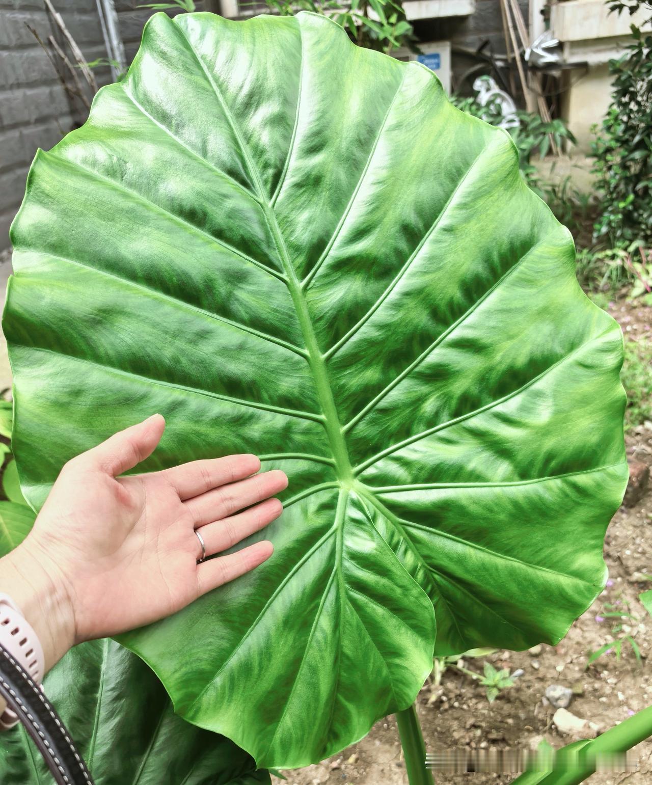 滴水观音叶片和象耳芋叶片真的很像，对比之下滴水观音叶片更厚实一些。如果不是我的这