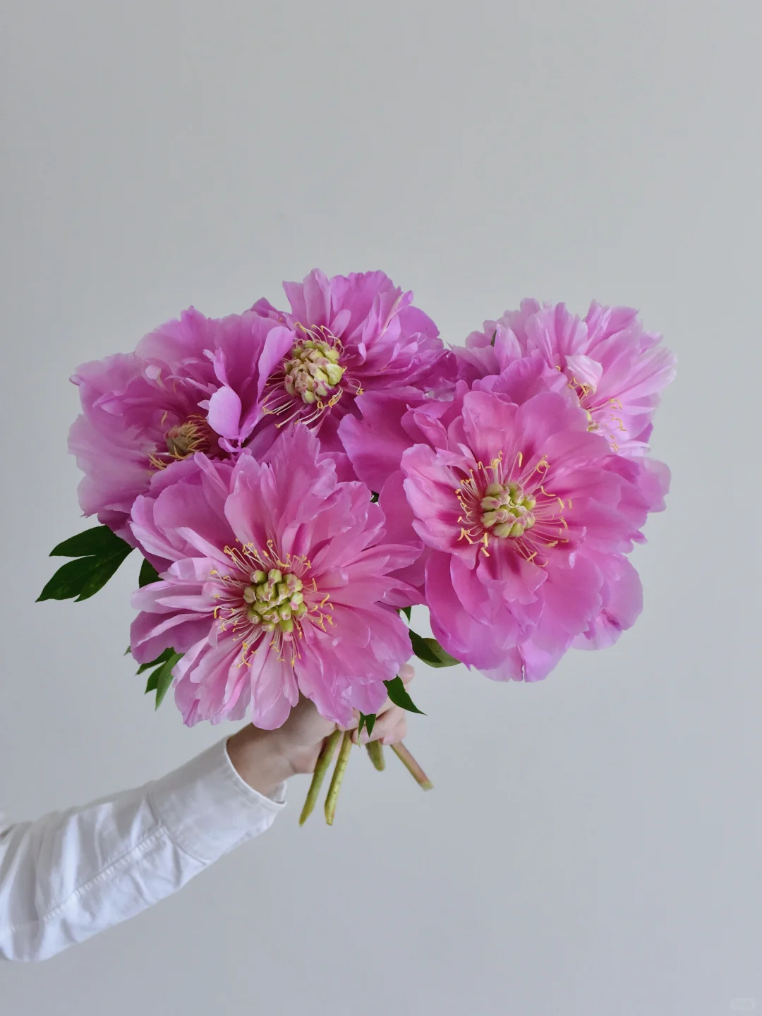 芍药·王者归来