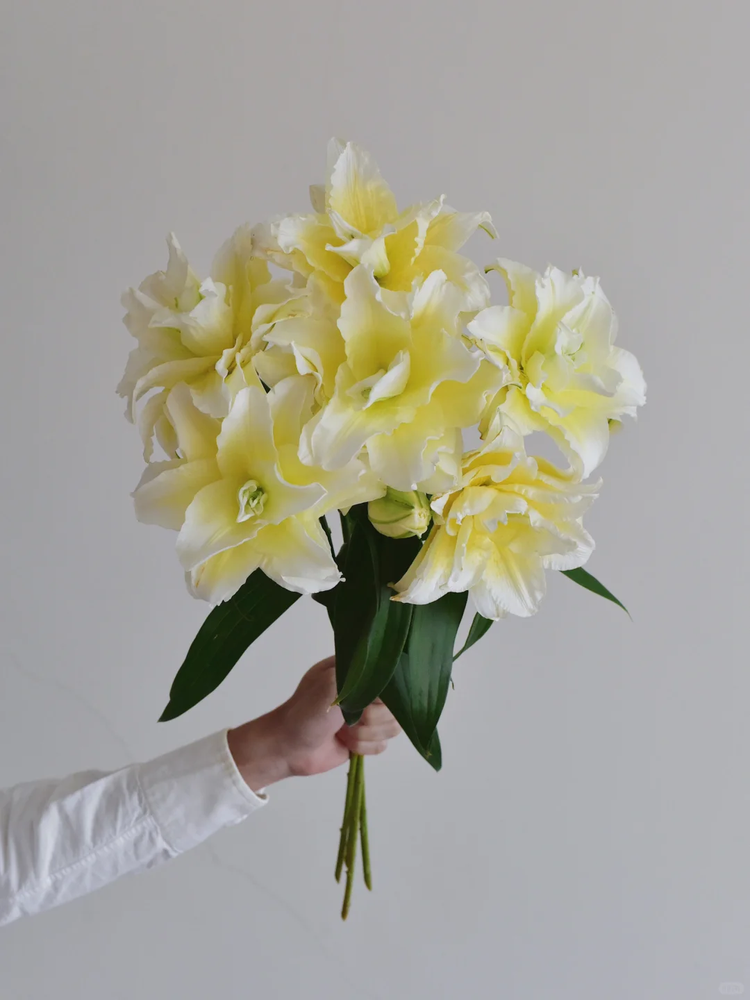 百合·路德维纳