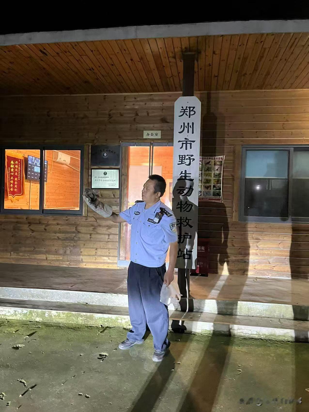 警民接力救护红角鸮！
2026年8月4日晚，郑州市公安局二七分局候寨派出所的民警