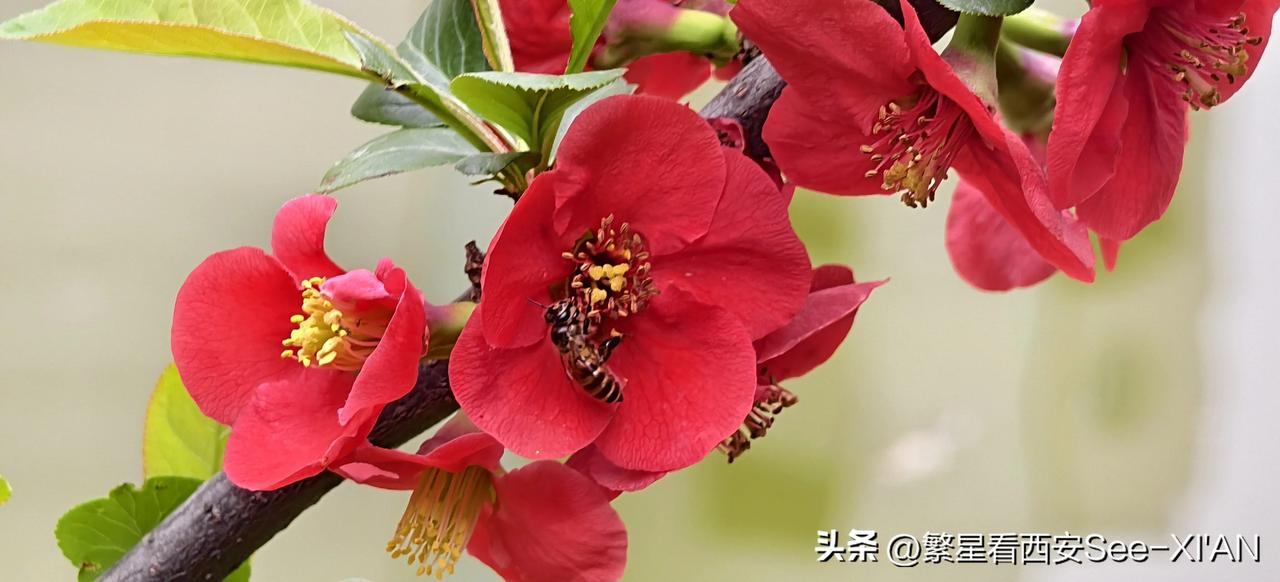 今年春天最想实现的心愿能否被大奖砸中，哈哈哈