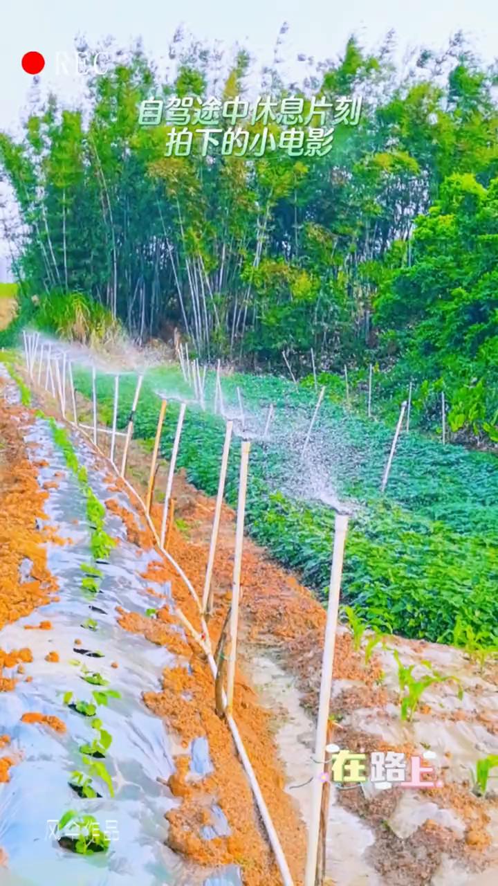 自驾途中休息片刻拍下的小电影。
风伞作品。