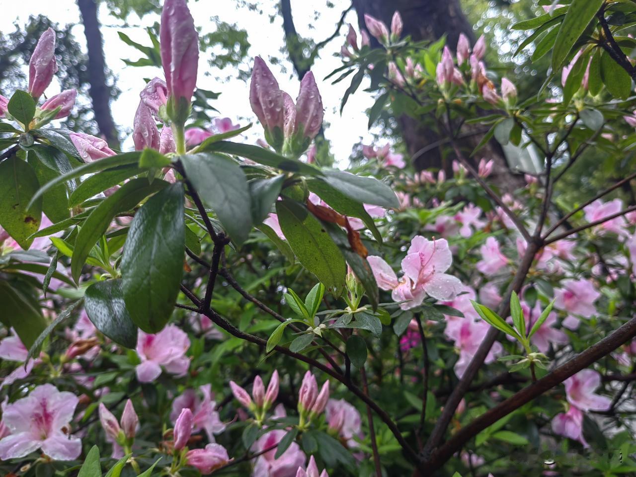 早上我看了一下天气，下午2点会下雨，我叫女儿一起去爬岳麓山，再赶回家吃中餐，下午