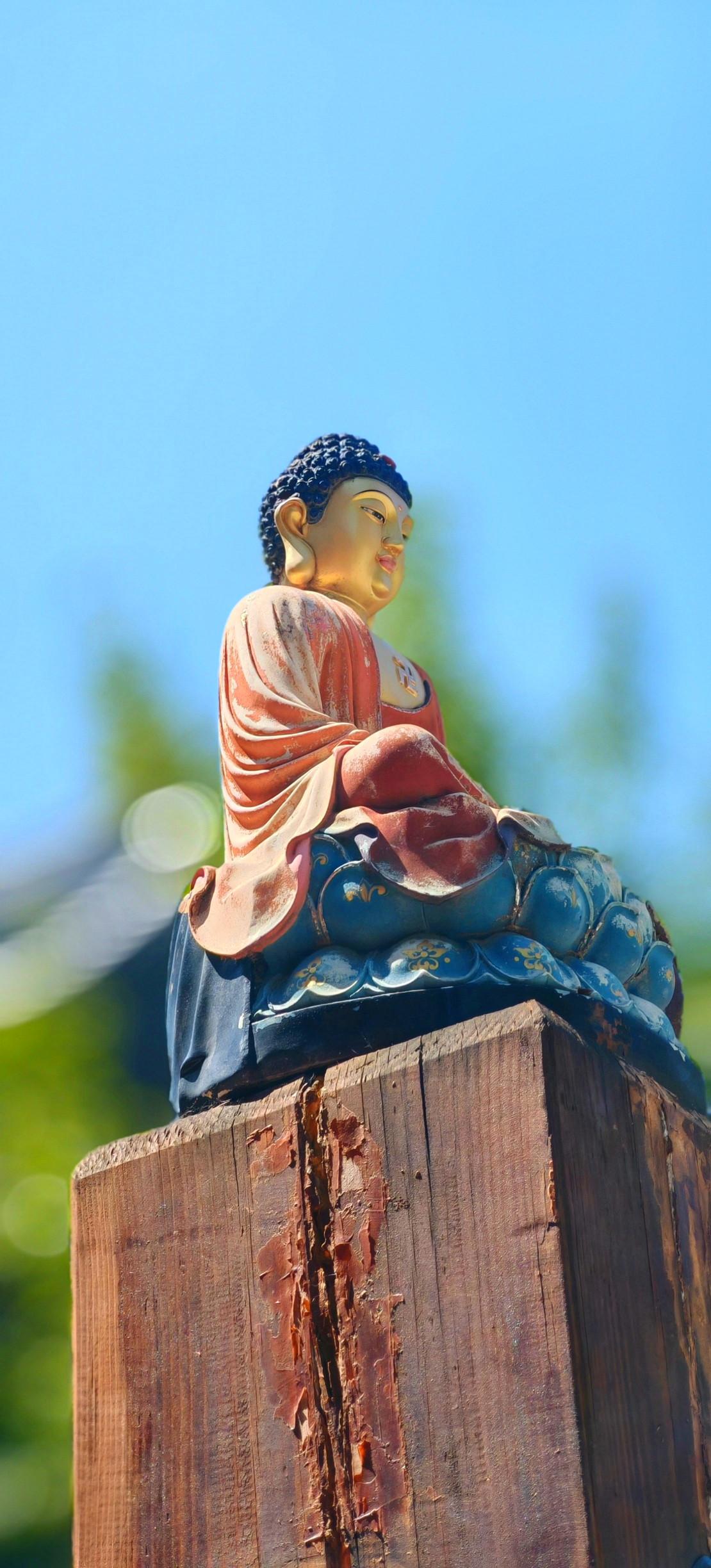 【大兴善寺的慢时光】之前路过这里，看见一位老僧人坐在殿前台阶上喂鸽子。他把玉米粒