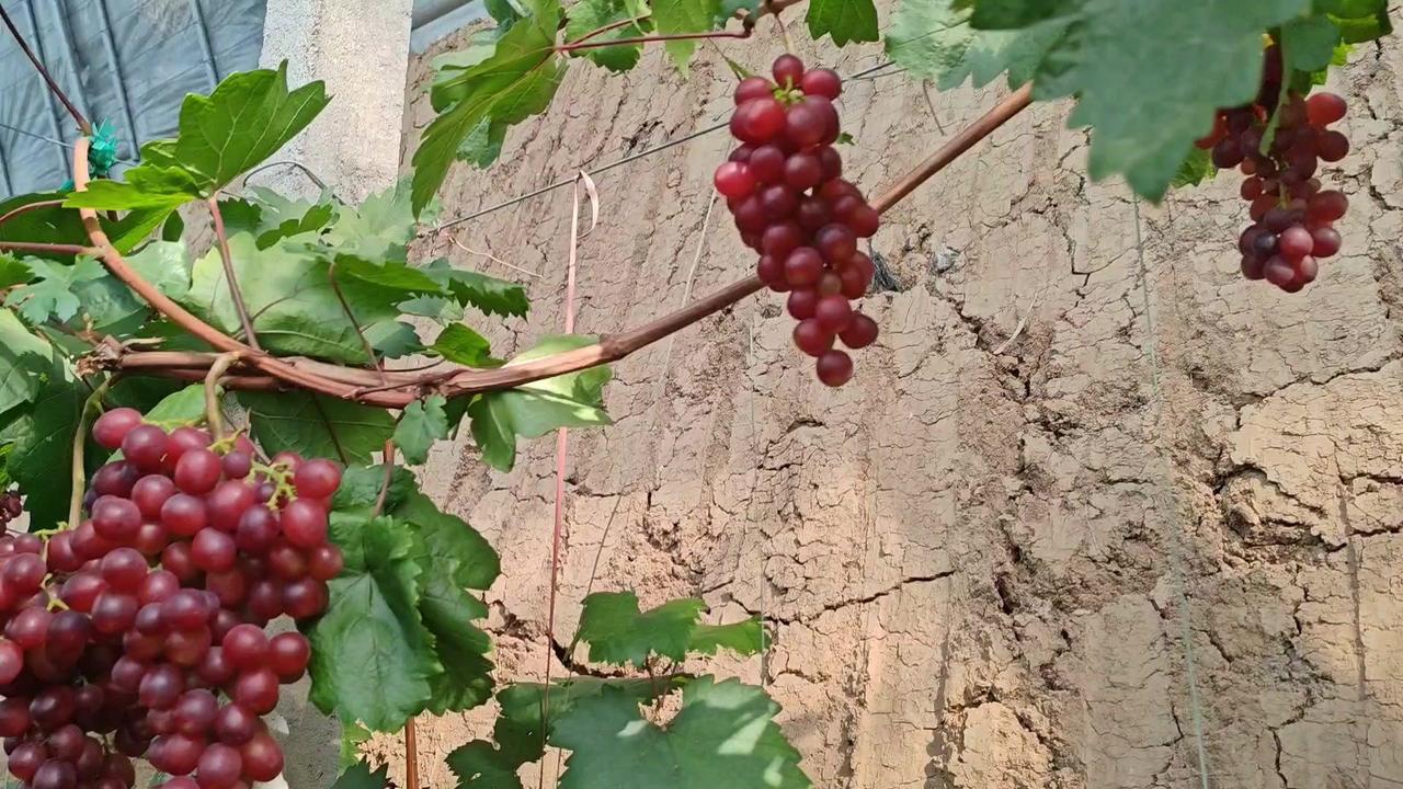 🍇春红3号是玫瑰香系列早熟葡萄品种，单穗处理简单但穗型渐佳，果粒个头约11-1