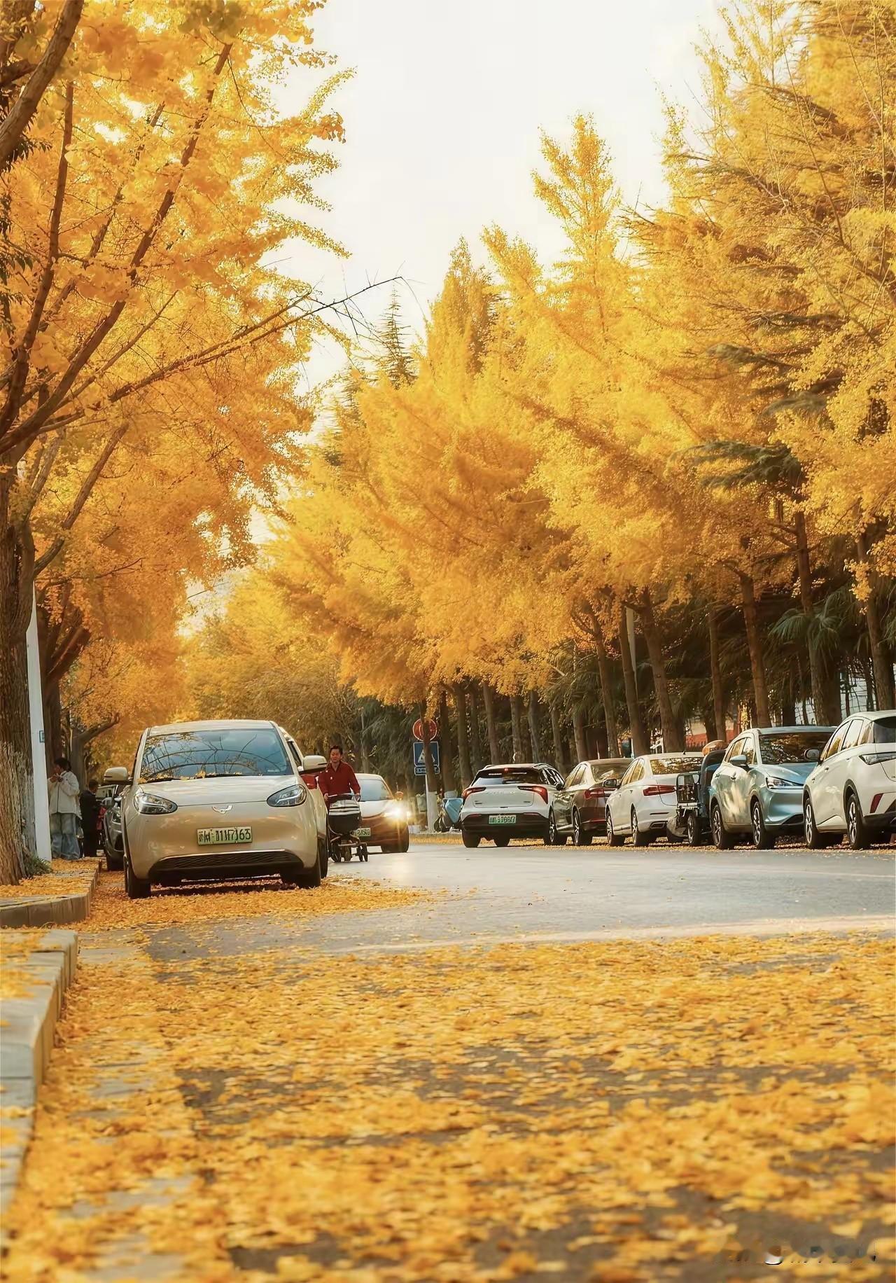 一张图证明冬天来了冬天树叶黄了也掉了