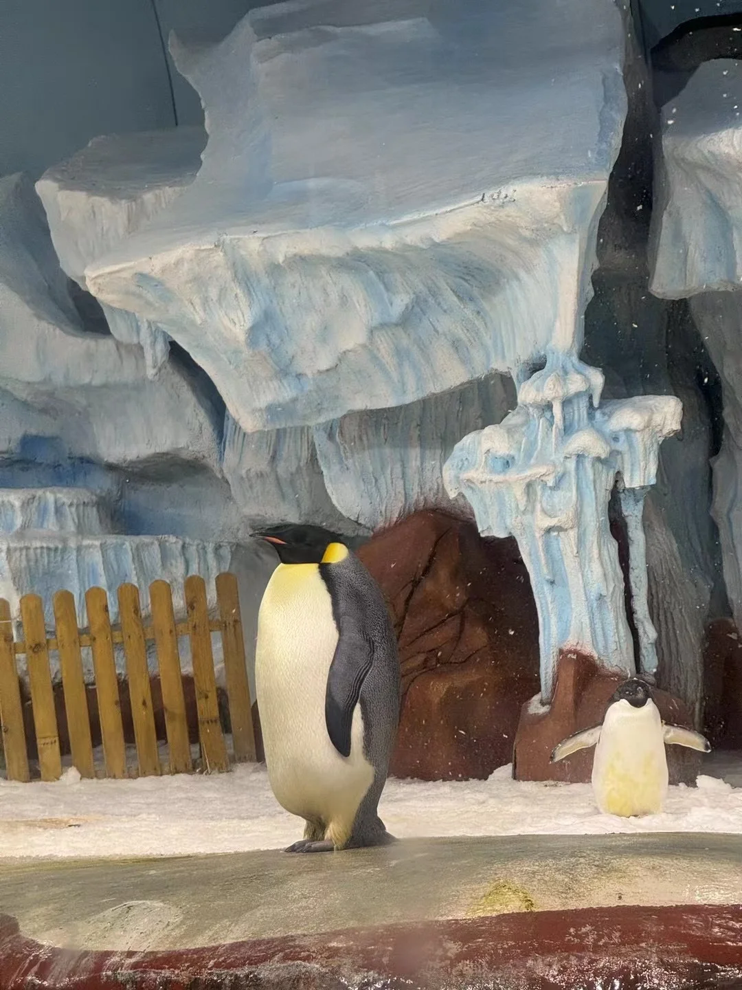 做一下帝企鹅的家庭宠医🐧