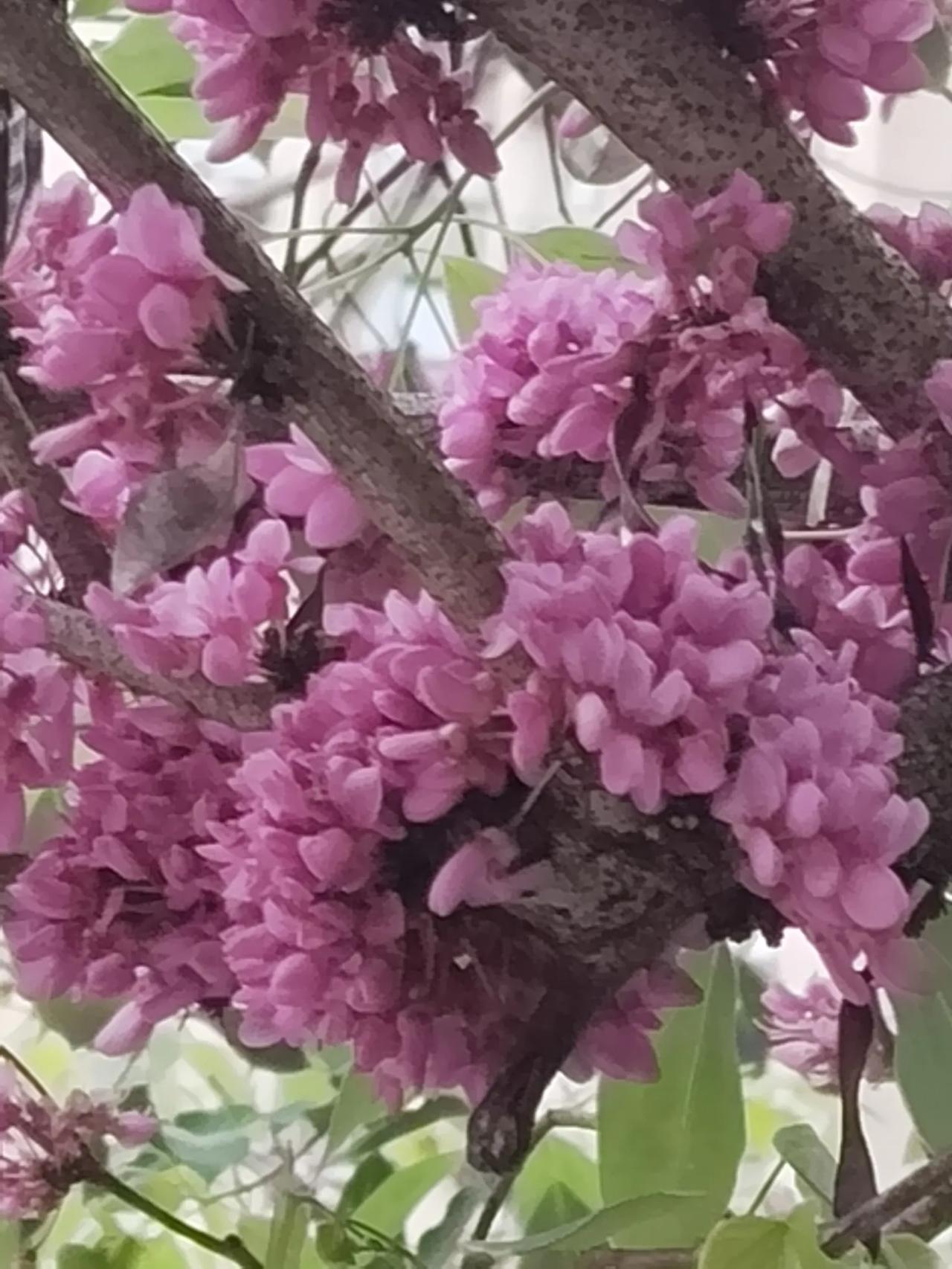 [玫瑰][玫瑰][发][发]美丽的早晨， 是幸福的起点 ，清晨的问候， 带来愉快