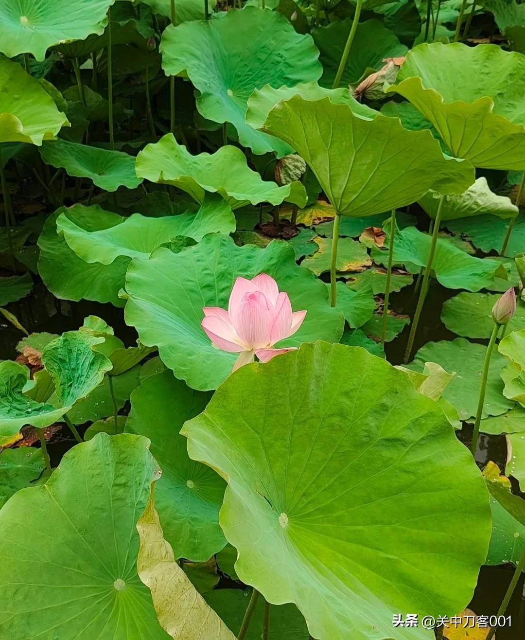随手拍公园美景