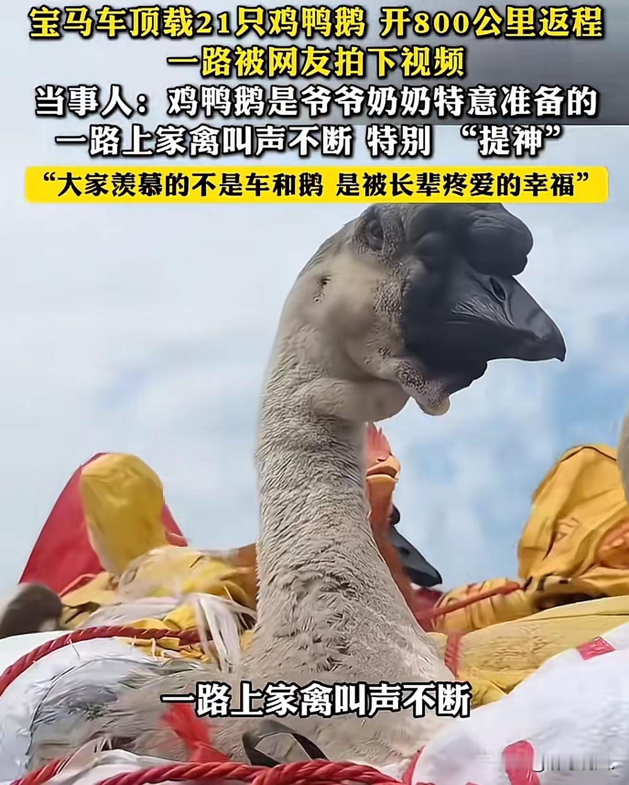 广西，一男子开着宝马车，车顶装了21只鸡鸭鹅，驱车800多公里，花了20多个小时