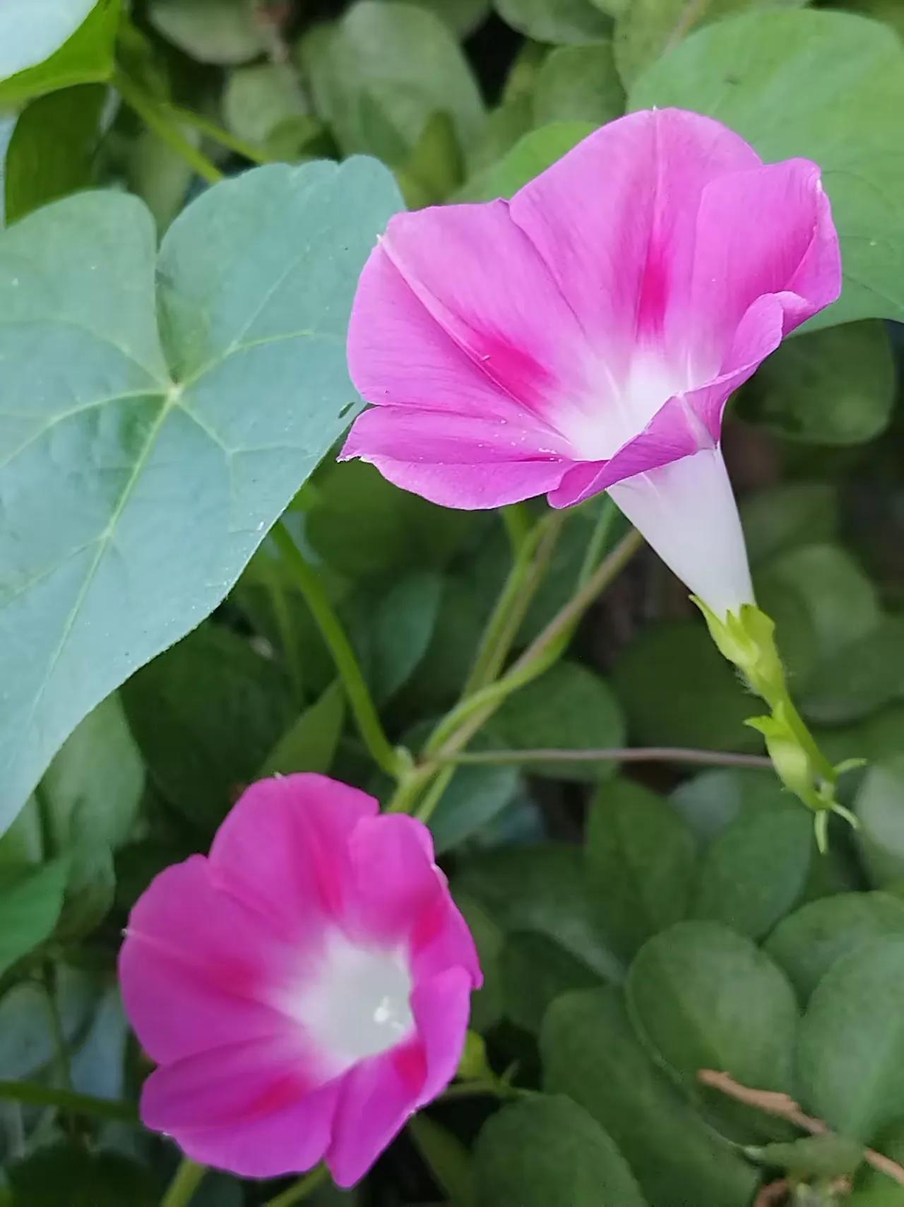 七律牵牛花平水韵
青蔓参差倚短墙，
晨曦初照映罗裳。
含烟翠叶摇清影，
过露琼英