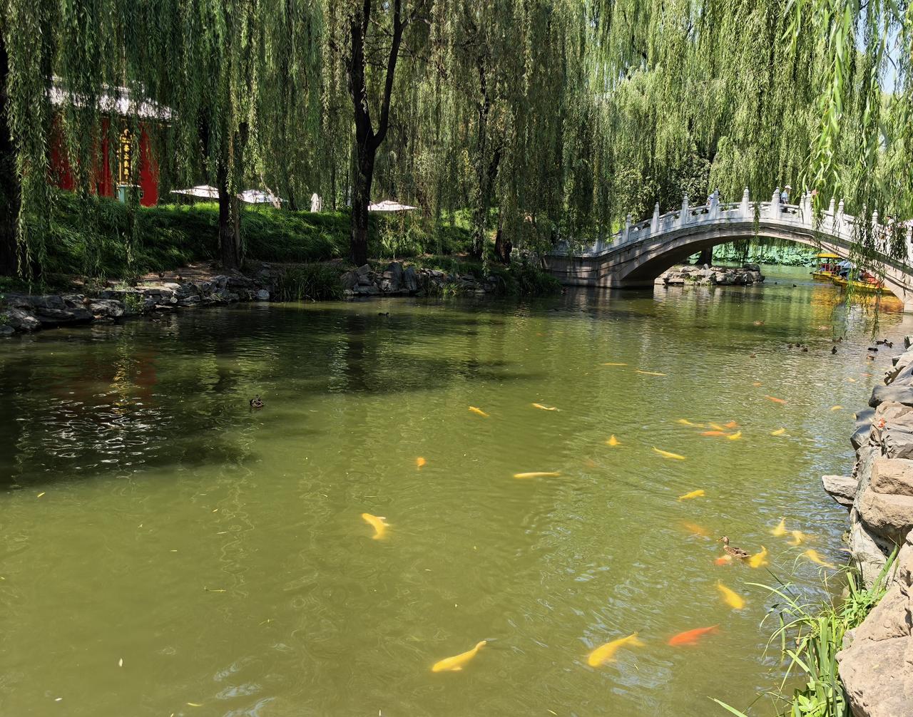 夏池闲趣
 
柳丝垂落水面
把夏日的阴凉，铺向一池碧波
 
锦鲤穿梭往来
金红的