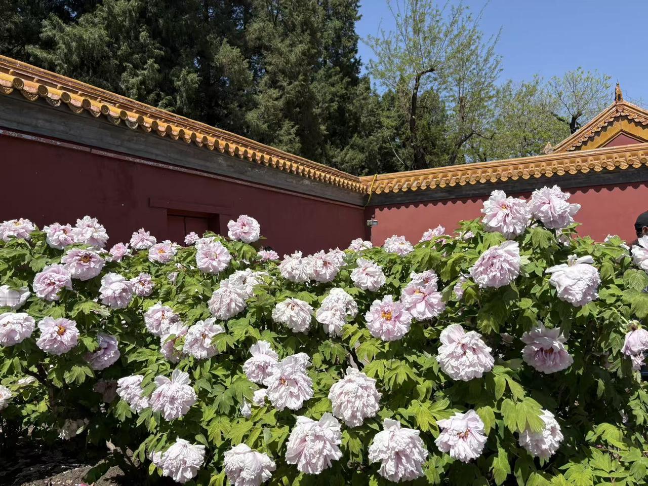 春日生活打卡季 春日打卡景山公园的牡丹花，简直太值了！一进公园，就能看到大片的牡