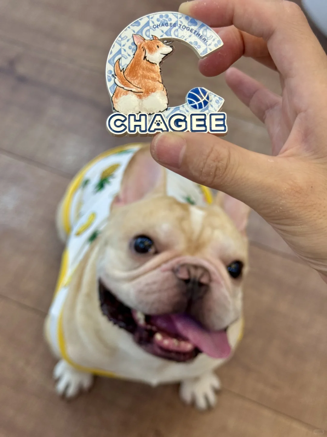 姬姐新皮肤get👏姐现在霸门猫狗双全