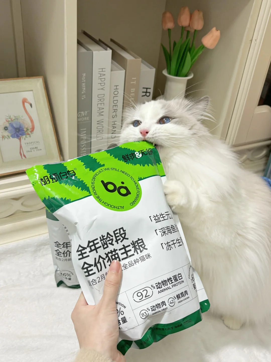 月薪3千也能养好猫！