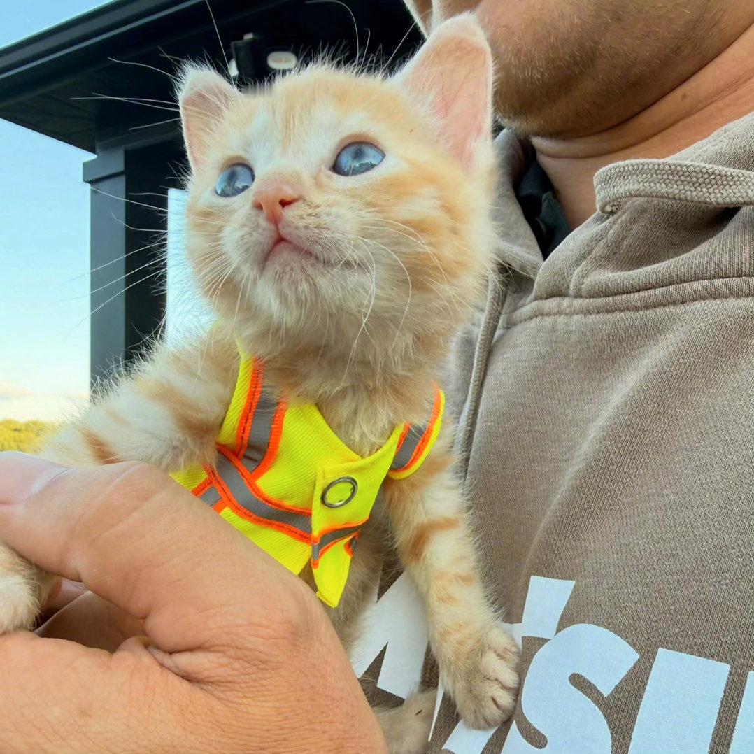 猫猫我啊也是干上工程啦[doge]小猫加入美国俄州一个建筑工地施工队爆笑段子研究