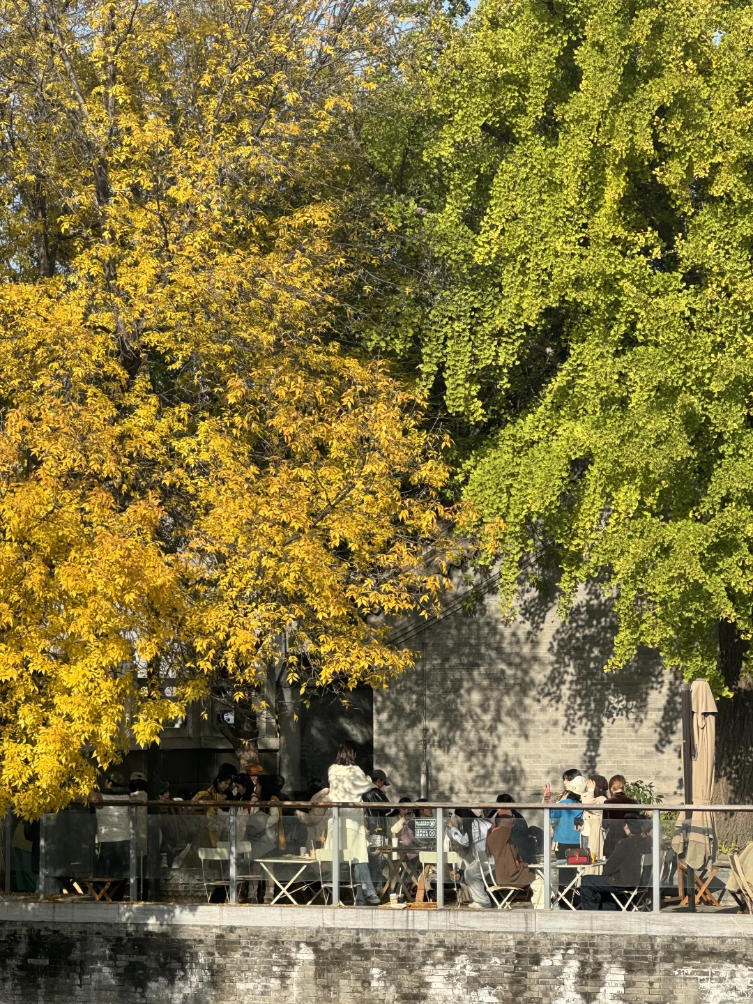 10.31东不压桥实况，未黄已经掉，今年可惜了